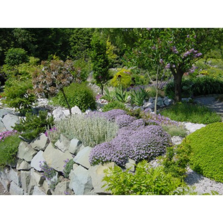 Thymus vulgaris - tymián obecný