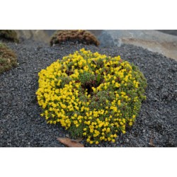 Vitaliana primuloides