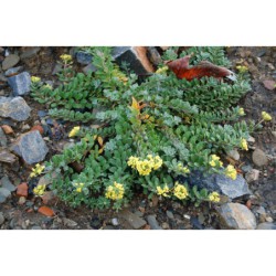 Alyssum tortuosum - tařice