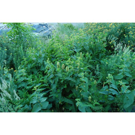 Aristolochia clematitis - podražec křovištní