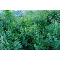 Aristolochia clematitis - podražec křovištní