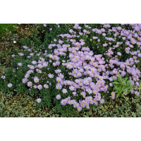 Aster dumosus Paleček - hvězdnice