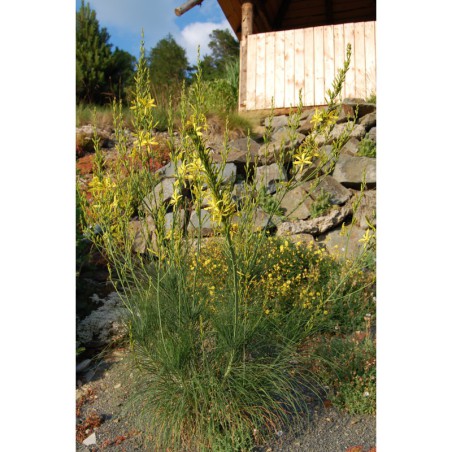 Asphodeline liburnica - asfodelka