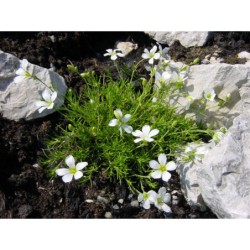 Arenaria austriaca - písečnice