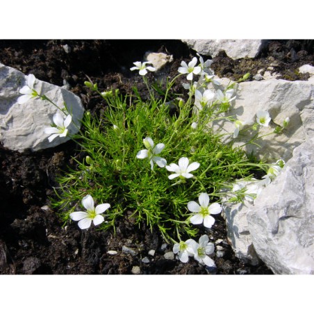 Arenaria austriaca - písečnice