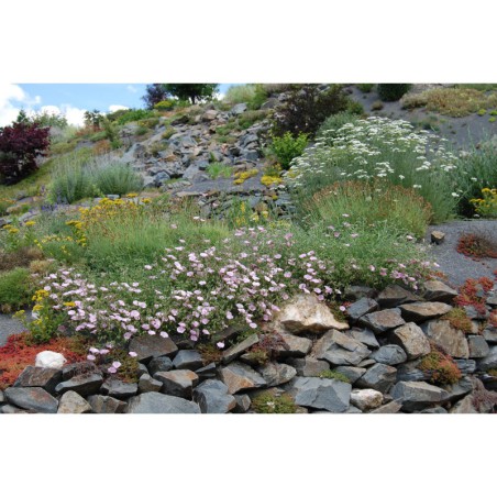 Convolvulus cantabricus - svlačec