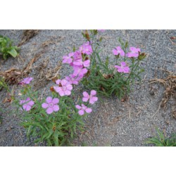 Dianthus amurensis - hvozdík amurský