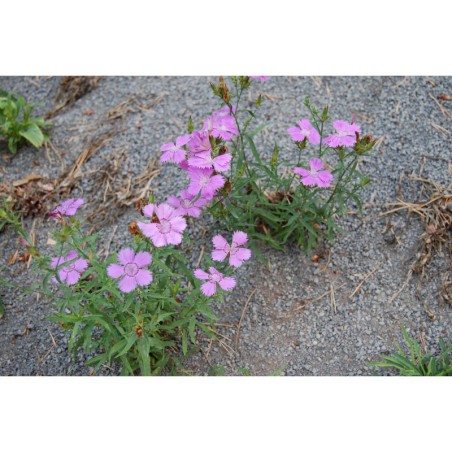 Dianthus amurensis - hvozdík amurský