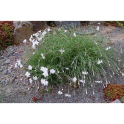 Dianthus arenarius - hvozdík písečný
