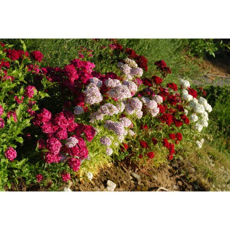 Dianthus barbatus - hvozdík vousatý