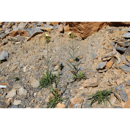 Dianthus knapii - hvozdík