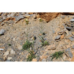 Dianthus knapii - hvozdík