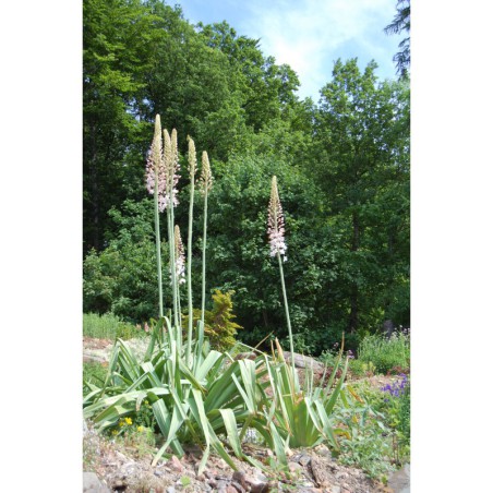Eremurus robustus - liliochvostec