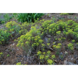 Euphorbia cyparissias Purpurea - pryšec chvojka