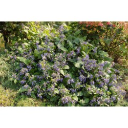 Clematis heracleifolia - plamének