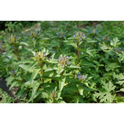 Gentiana cruciata - hořec křížatý