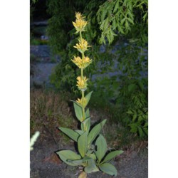 Gentiana lutea - hořec žlutý