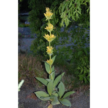 Gentiana lutea - hořec žlutý