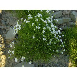 Arenaria grandiflora - písečnice