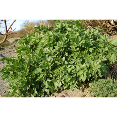 Levistichum officinale - libeček lékařský