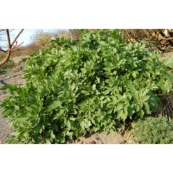 Levistichum officinale - libeček lékařský