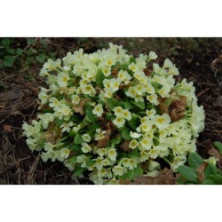 Primula vulgaris - prvosenka bezlodyžná