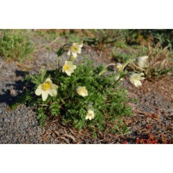 Pulsatila albana - koniklec