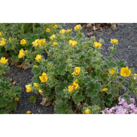 Potentilla megalantha - mochna
