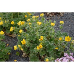 Potentilla megalantha - mochna