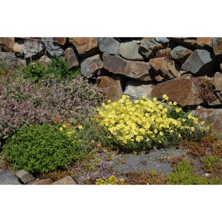 Helianthemum - citrónově žlutý