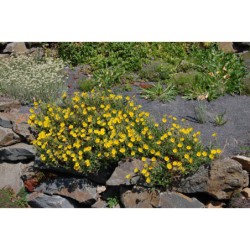 Helianthemum - devaterník temně žlutý