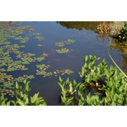 Menyanthes trifoliata - vachta trojlistá