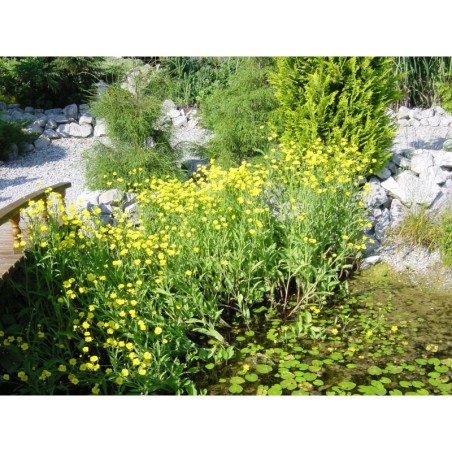 Ranunculus lingua - pryskyřník veliký