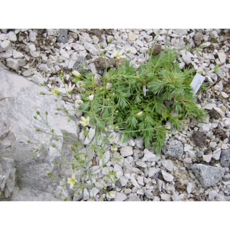 Arenaria ledebouriana - písečnice