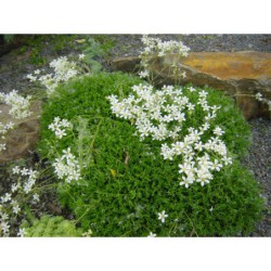Saxifraga canalyculata - lomikámen