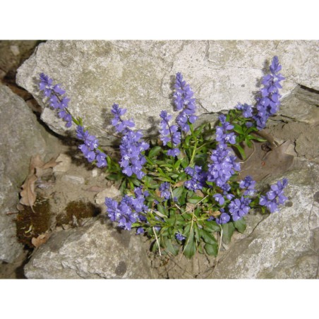 Polygala calcarea - vítod