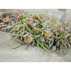 Townsendia rothrockii