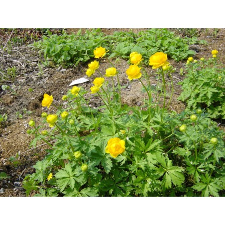 Trollius altissimus - úpolín