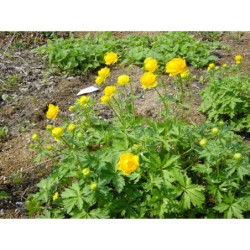 Trollius altissimus - úpolín