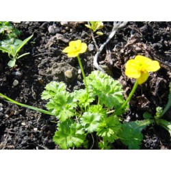 Trollius pumilus - úpolín nízký