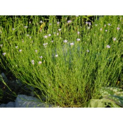 Tunica saxifraga - hvozdíček lomikamenovitý