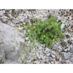 Arenaria ledebouriana - písečnice