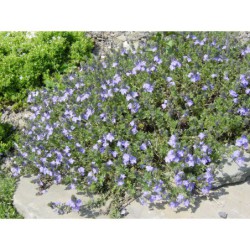 Veronica armena - rozrazil