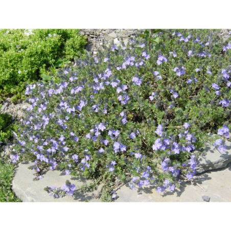 Veronica armena - rozrazil