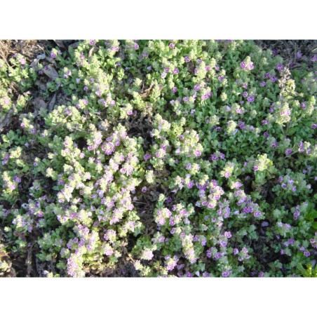 Veronica cuneifolia - rozrazil