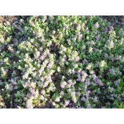 Veronica cuneifolia - rozrazil