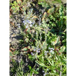 Veronica gentianoides - rozrazil