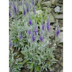 Veronica incana - rozrazil šedý