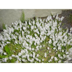 Veronica prostrata Alba - rozrazil rozprostřený