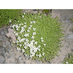 Arenaria tetraquetra - písečnice